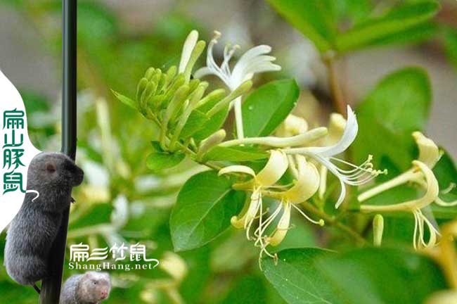 連城蜂蜜價格批發(fā)