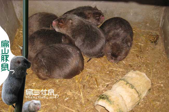 潮州竹鼠養(yǎng)殖