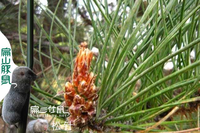 武平蜜蜂養(yǎng)殖技術