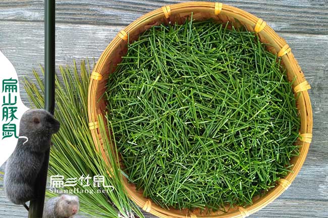 潮州竹鼠松針