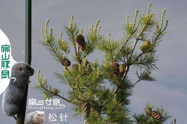 云南竹鼠竹鼠養(yǎng)殖技術(shù)交流微信群