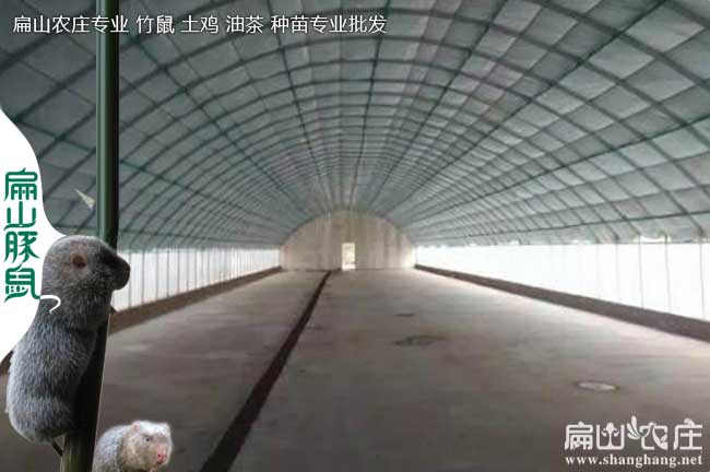 云南竹鼠微信群