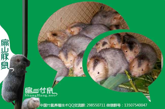 珠海竹鼠養(yǎng)殖基地