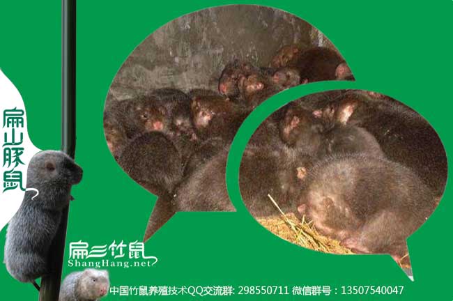 四川云南竹鼠微信群
