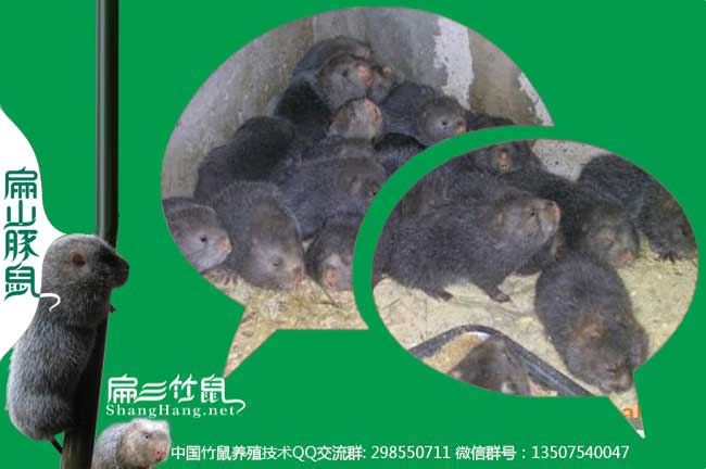 預(yù)防竹鼠腸炎中藥微信群