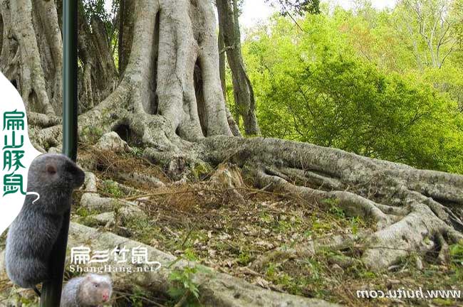 潮州竹鼠小吃小葉榕樹