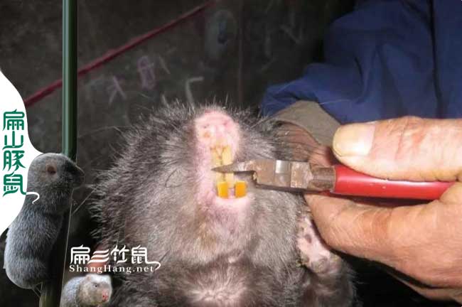 黑牙幾種的治療配方法說(shuō)明