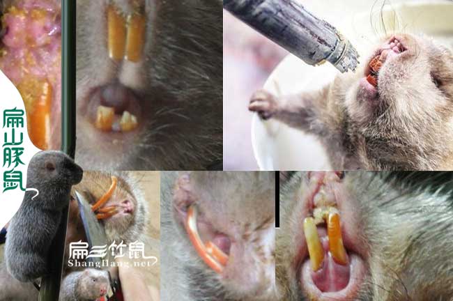 廣東竹鼠牙齒