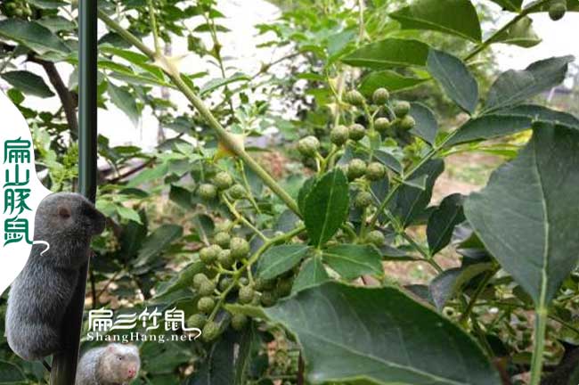 荔城竹鼠種苗批發(fā)