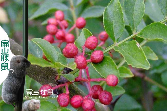 閩西蜜蜂養(yǎng)殖技術培訓