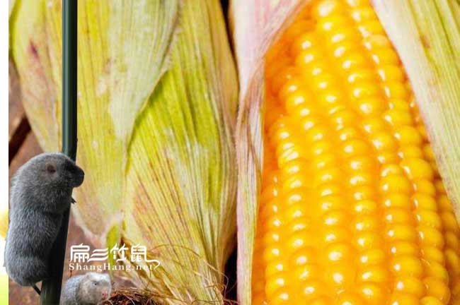 杭州竹鼠池玉米