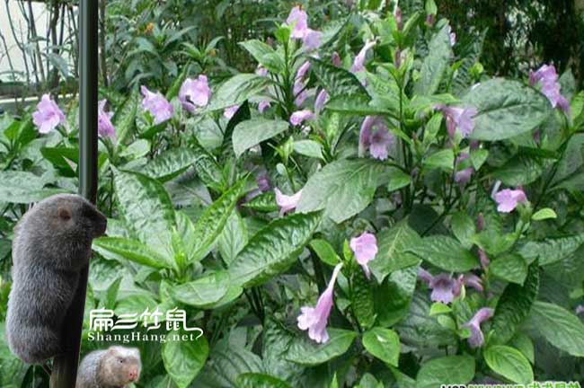 永定蜂蜜合作社