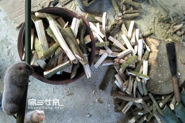 竹鼠中藥鴨腳木