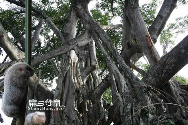 竹鼠運輸榕樹