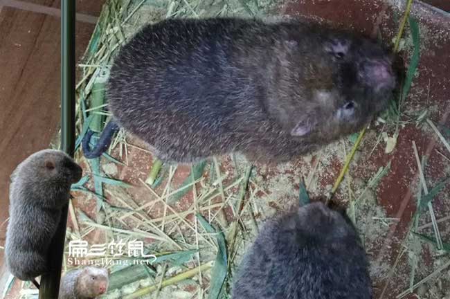 大小竹鼠種苗批發(fā) 廣西竹鼠養(yǎng)殖大型基地 梧州桂林南寧百色
