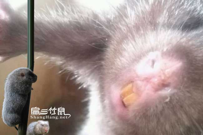 花垣竹鼠多少錢一只