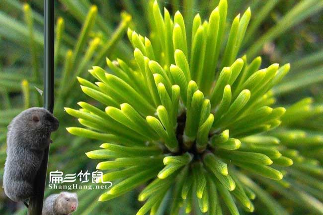 注數(shù)松針粉