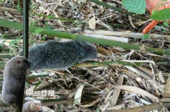 建德竹鼠養(yǎng)殖場