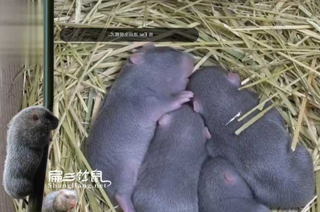 竹鼠種苗繁殖技術