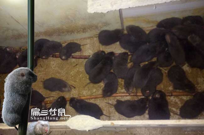 竹鼠養(yǎng)殖學習