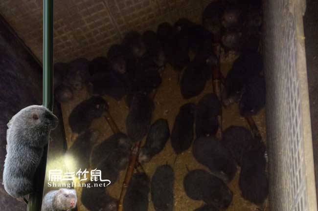 竹鼠養(yǎng)殖培訓