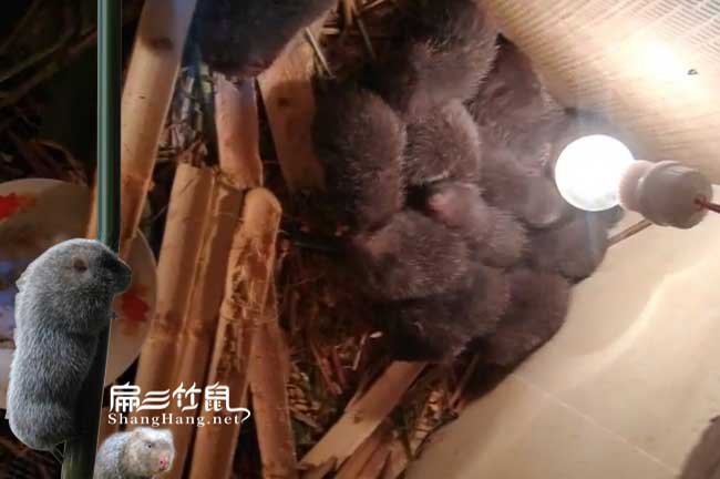 云南中華銀星紅頰江蘇竹鼠種苗陜西市場批發(fā)價(jià) 湖北390/只對