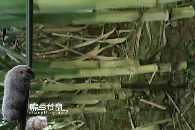 金華竹鼠吃甘蔗