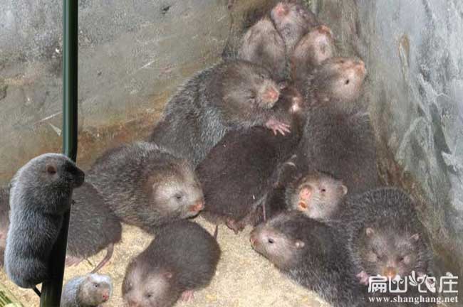 江西竹鼠種苗