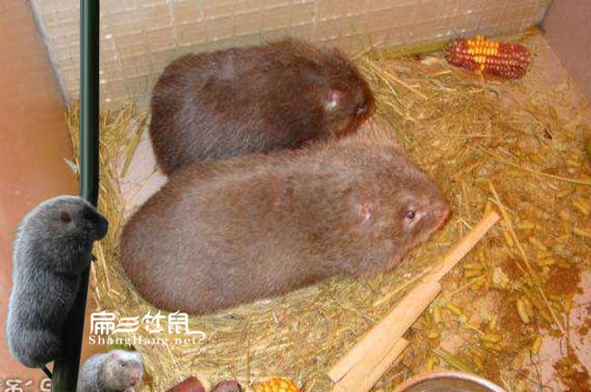竹鼠對(duì)濕度的要求