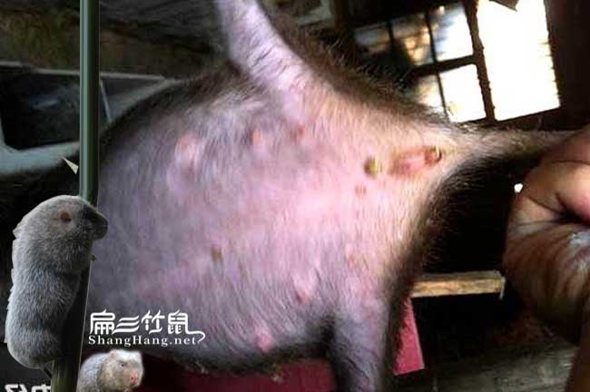 竹鼠病胃脹氣和胃積食治療 竹鼠病胃脹氣和胃積食治療