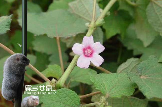 福州蜜蜂養(yǎng)殖技術(shù)