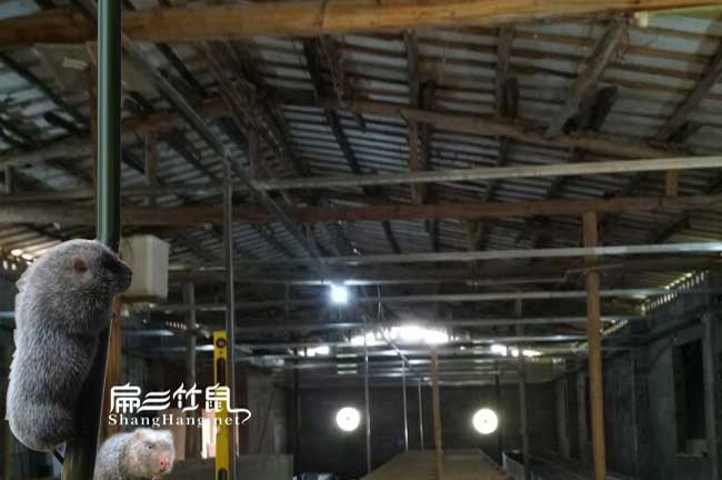 竹鼠舍的建造