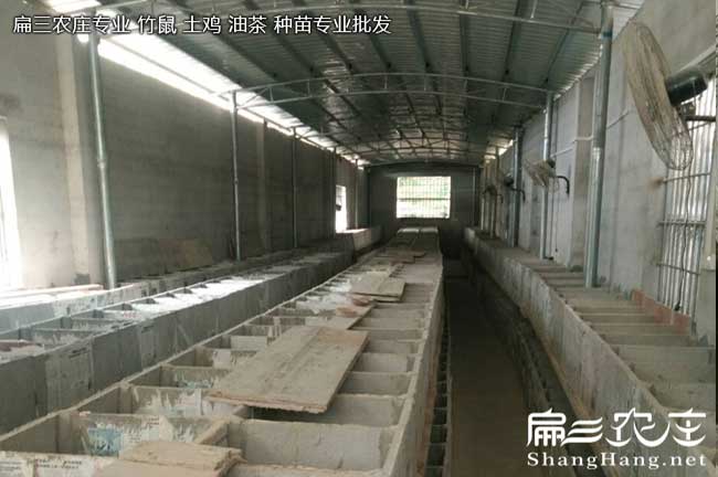 孝感大型竹鼠養(yǎng)殖場