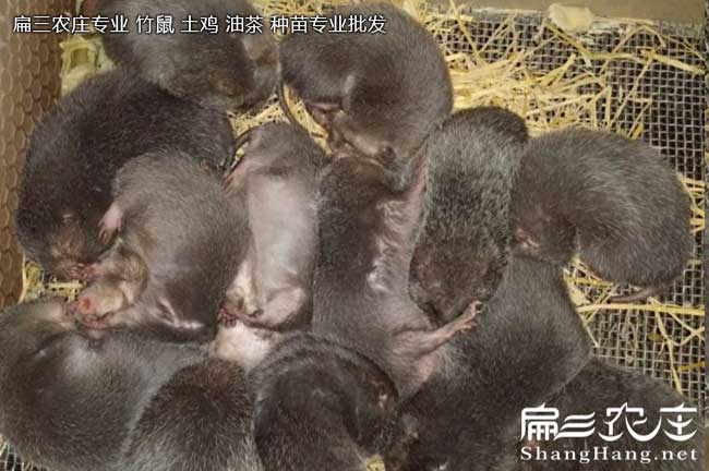 源雙竹鼠養(yǎng)殖合作社