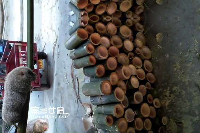 竹子竹鼠養(yǎng)殖條件