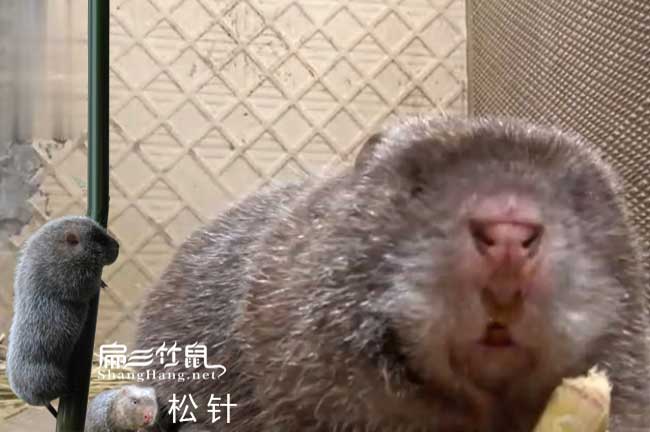 竹鼠不懷孕解決辦法