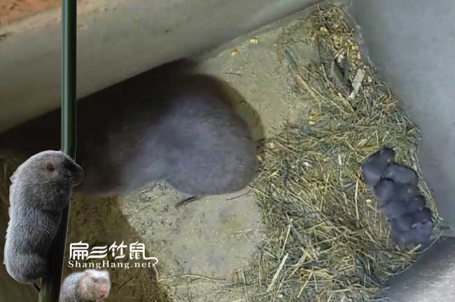 清遠銀星竹鼠養(yǎng)殖場