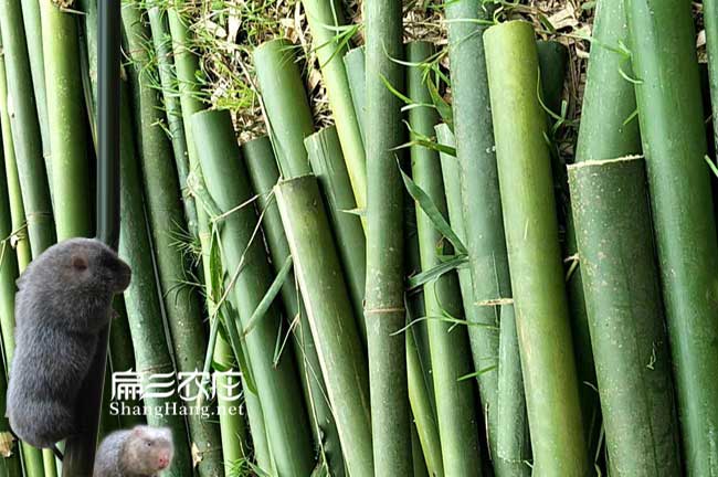 峨山竹鼠養(yǎng)殖