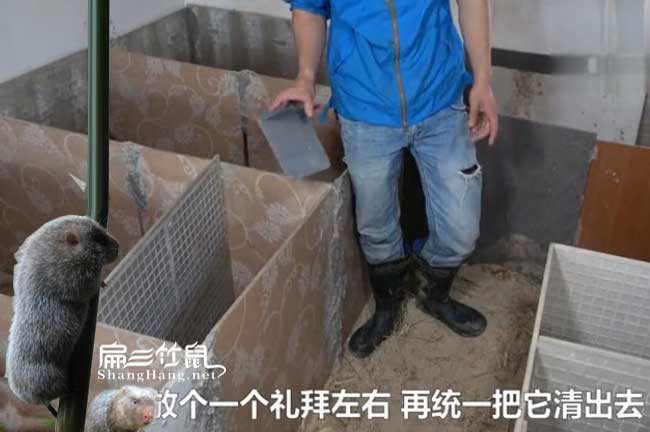 南澳縣大中的竹鼠養(yǎng)殖