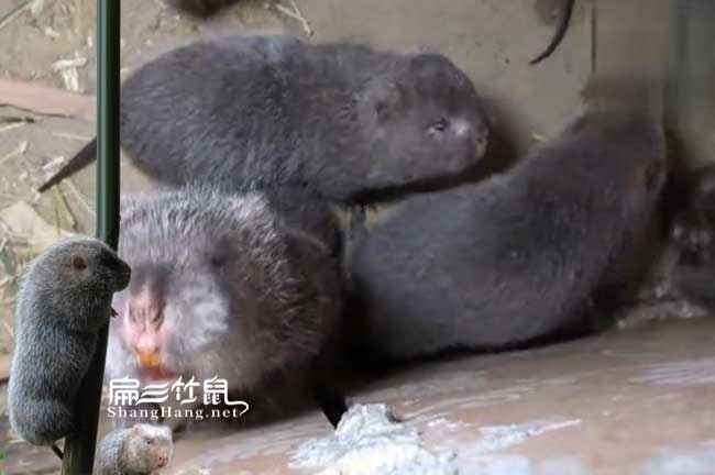 河池竹鼠養(yǎng)殖場