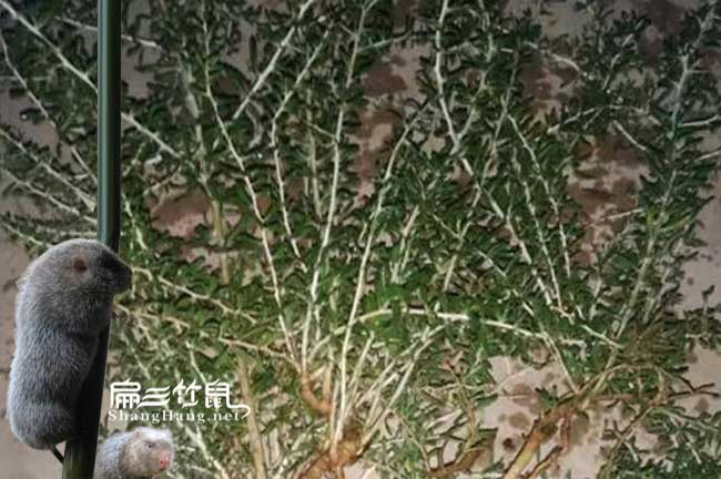 清遠(yuǎn)竹鼠中草藥