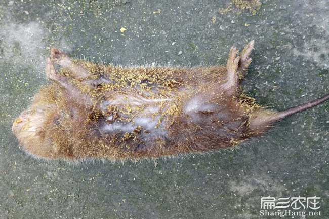 竹鼠腸胃炎死了
