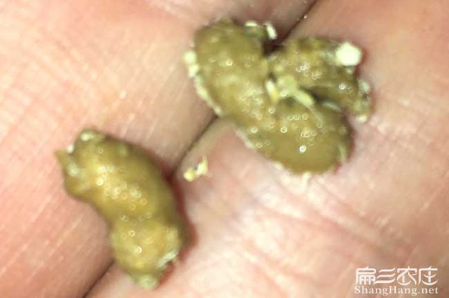 竹鼠腸炎大便