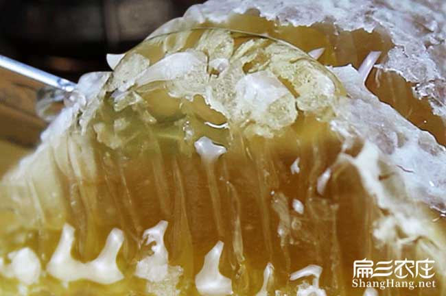 海南蜂蜜養(yǎng)殖