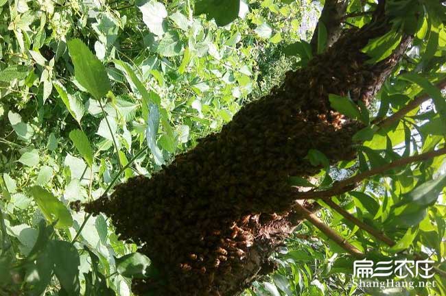 綿陽大中蜂蜜養(yǎng)殖基地 綿陽大中蜂蜜養(yǎng)殖基地