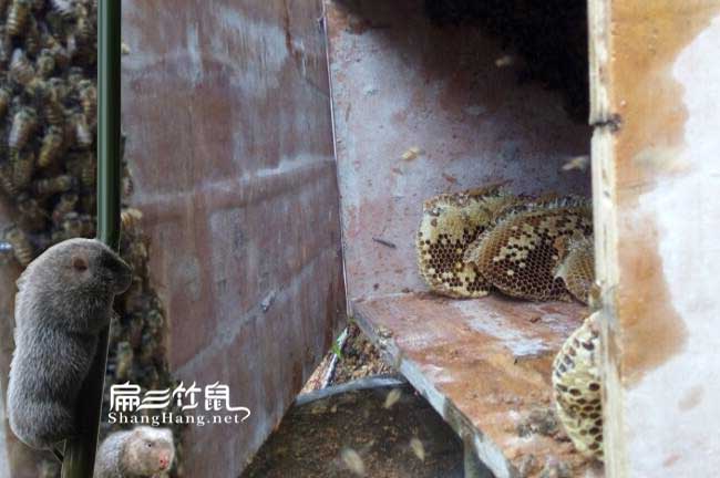 四川蜜蜂養(yǎng)殖技術(shù)培訓(xùn) 四川蜜蜂養(yǎng)殖技術(shù)培訓(xùn)