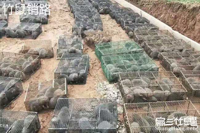 這里有泉州竹鼠養(yǎng)殖場 賣福建泉州的竹鼠種苗價格好499元/對