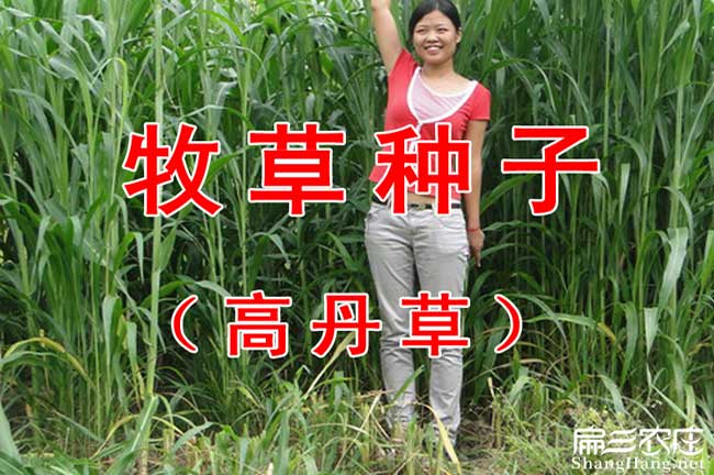 潼關(guān)縣扁山發(fā)展油茶生 潼關(guān)縣扁山發(fā)展油茶生