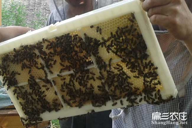 賀州蜂巢蜜批發(fā) 賀州蜂巢蜜批發(fā)