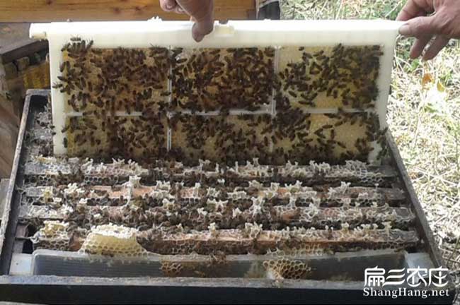 桂林蜂巢蜜批發(fā) 桂林蜂巢蜜批發(fā)